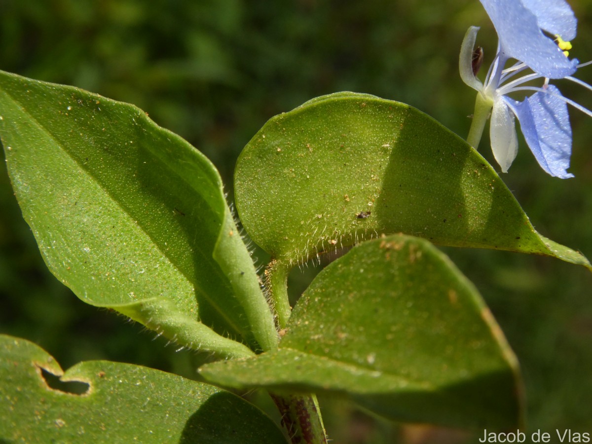 Commelina diffusa Burm.f.